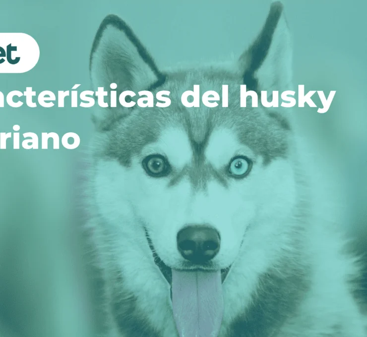 Características del husky siberiano