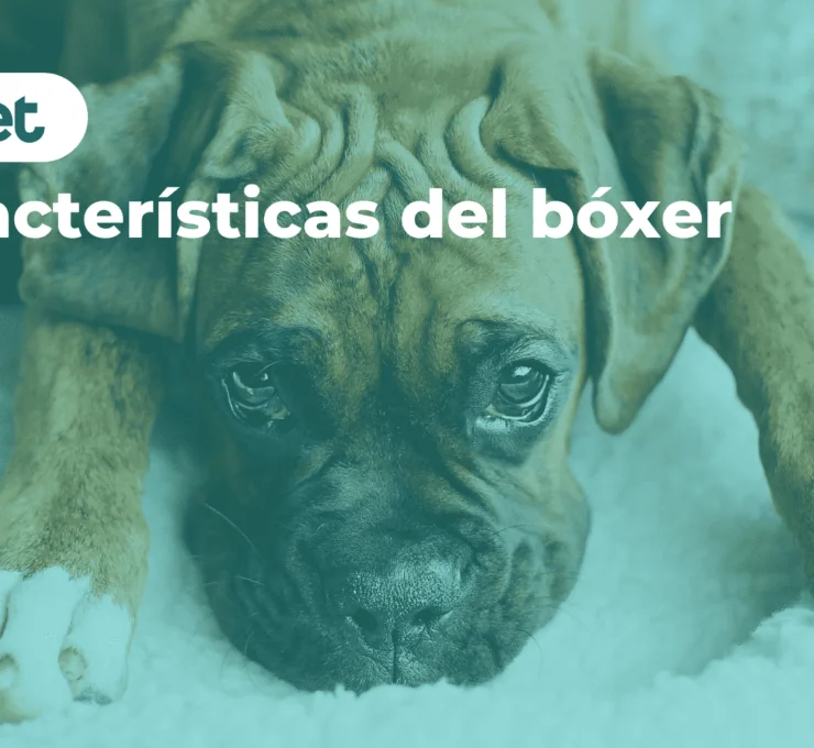 Características del bóxer