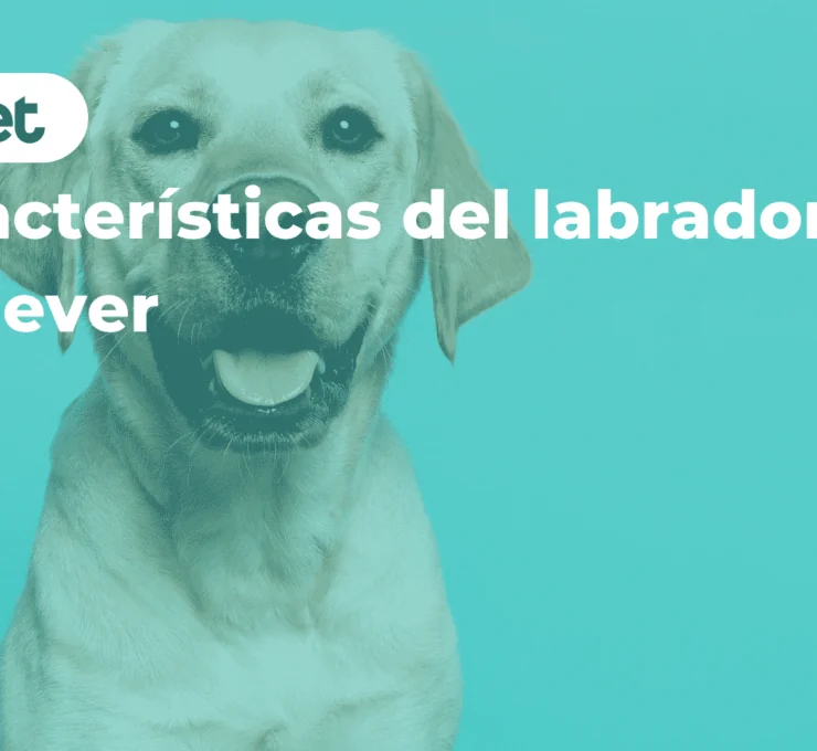 Características del labrador retriever