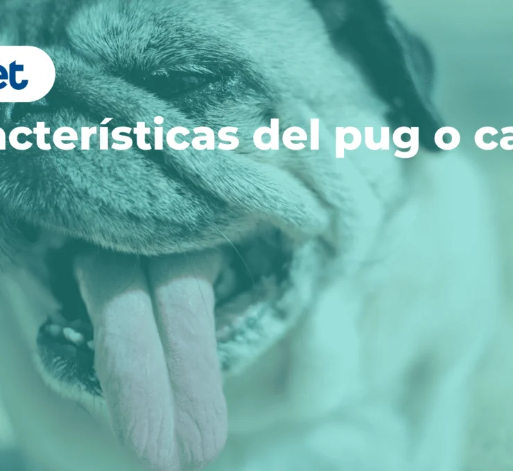 Características del pug o carlino