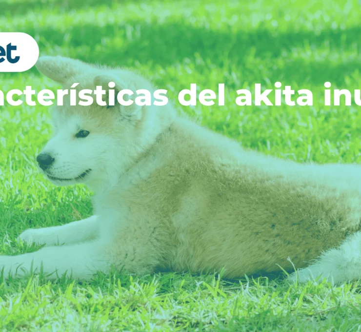 Características del akita inu