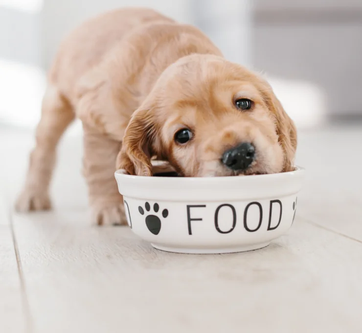 Cuántas veces al día come un cachorro