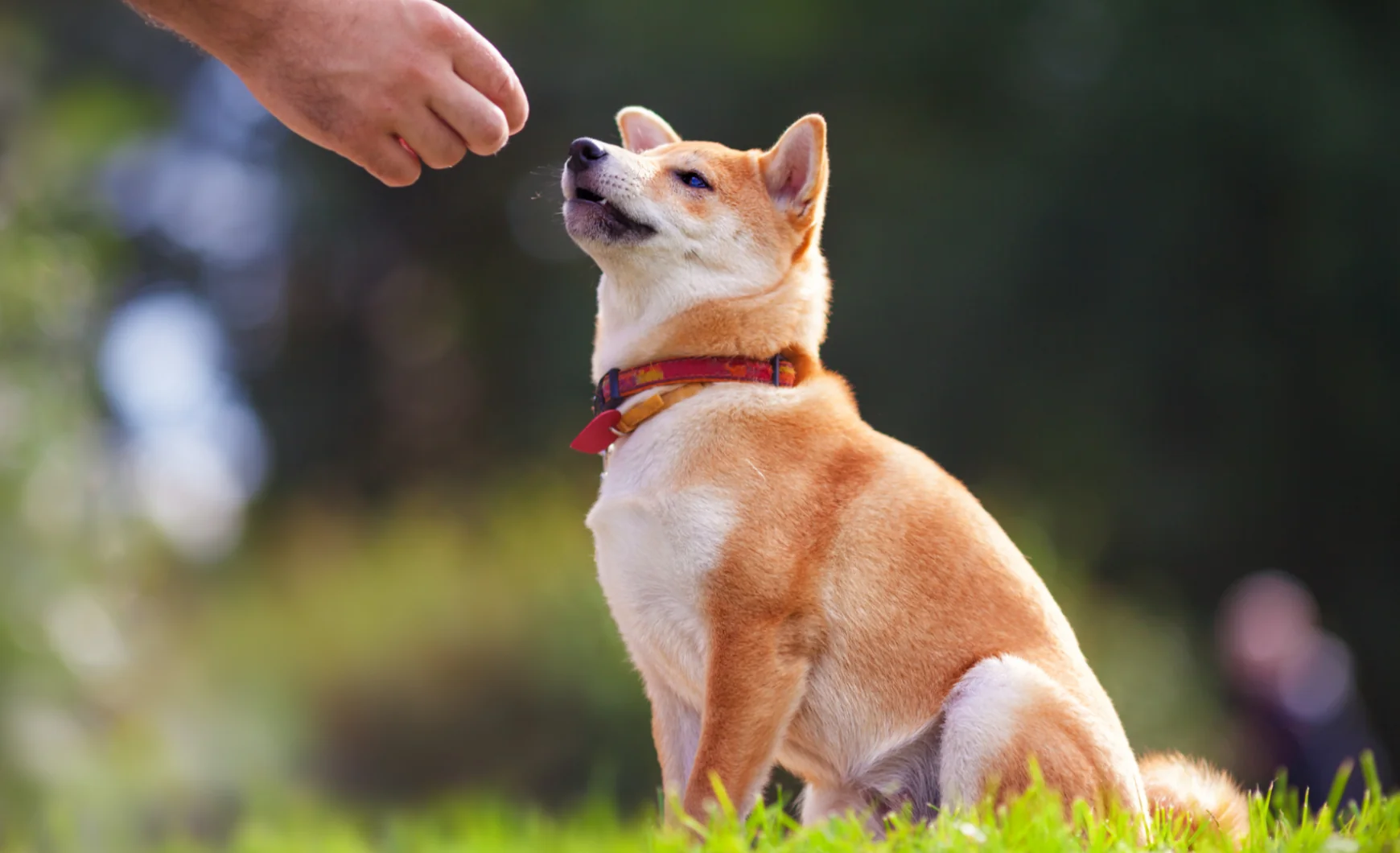 Leishmaniasis en perros: síntomas y tratamiento