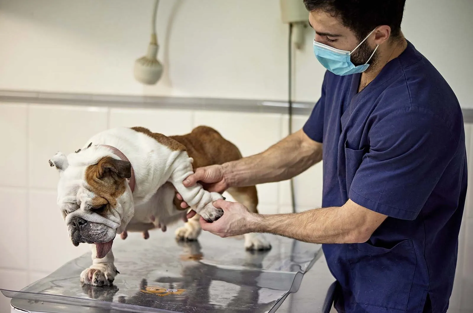 Vértigo en animales o síndrome vestibular