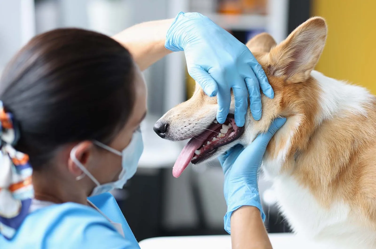 Odontología veterinaria: ¿qué problemas trata?