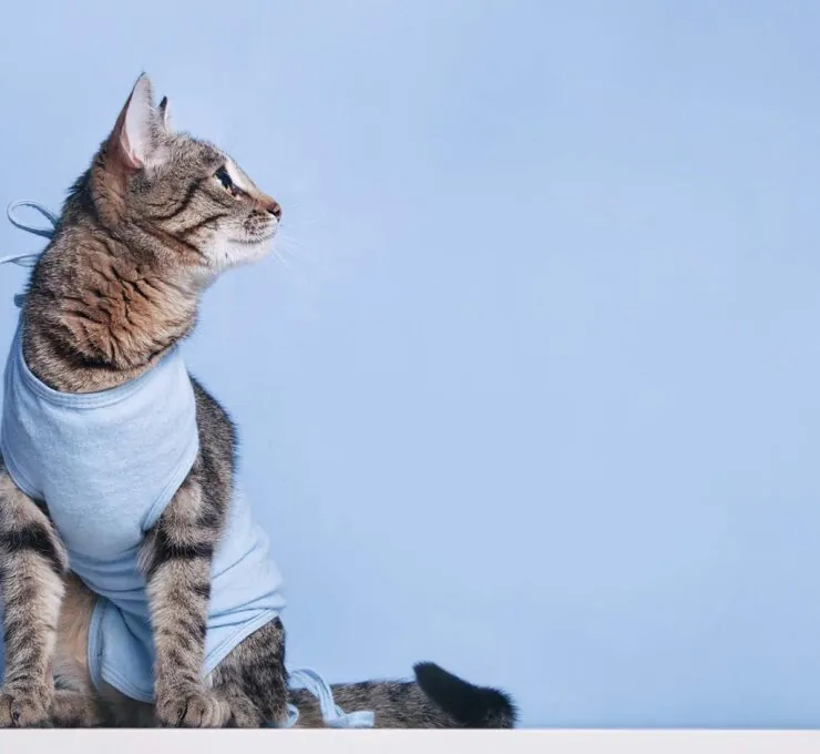 Castración de gatos: procedimiento y cuidados posteriores