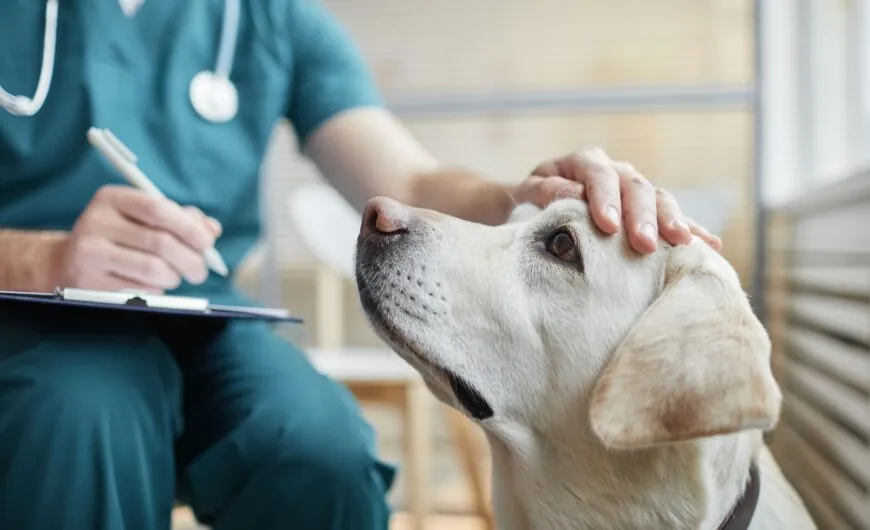 ¿Cómo cortar el vómito en perros?