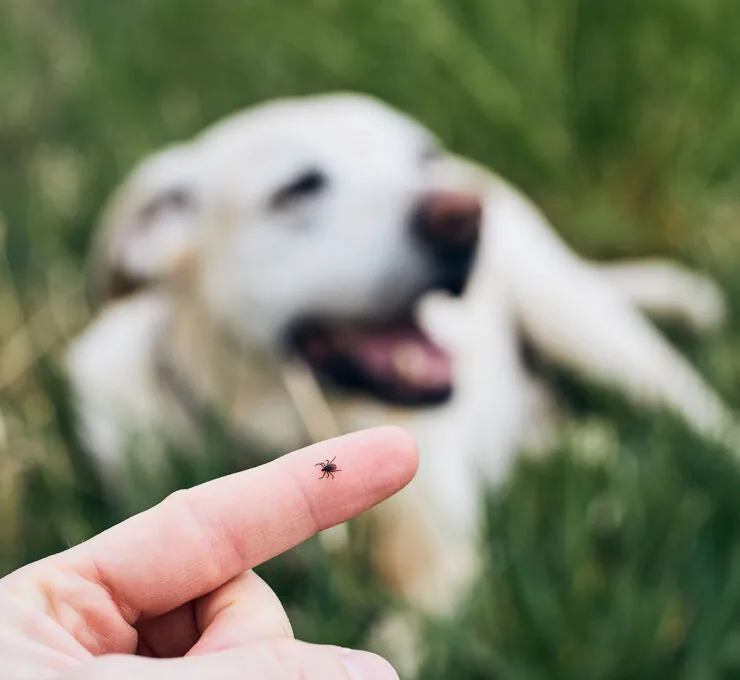 Ectoparásitos en perros: qué son y qué hacer con ellos