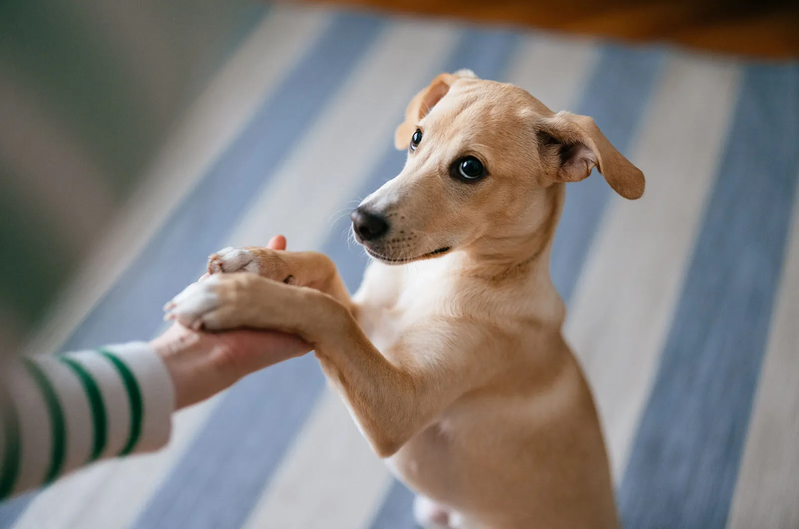 Osteoartritis en perros: causas y tratamientos