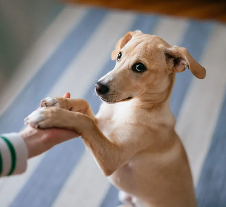 Osteoartritis en perros: causas y tratamientos