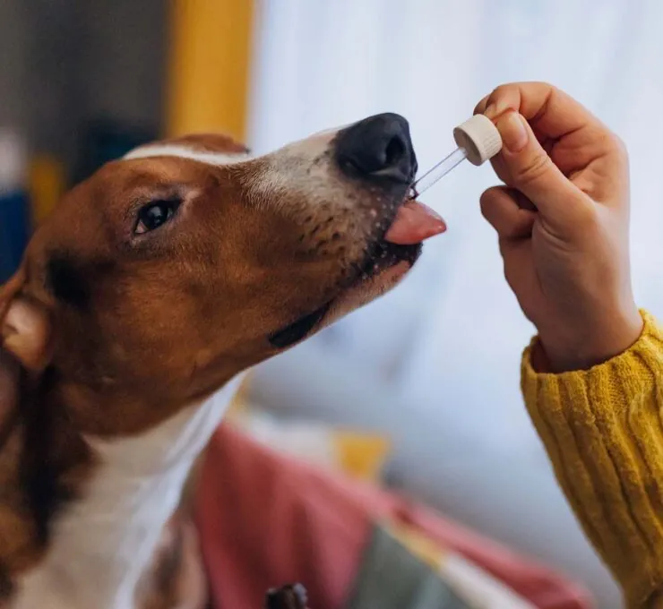 Suplementos para perros: cómo saber cuáles necesita tu mascota