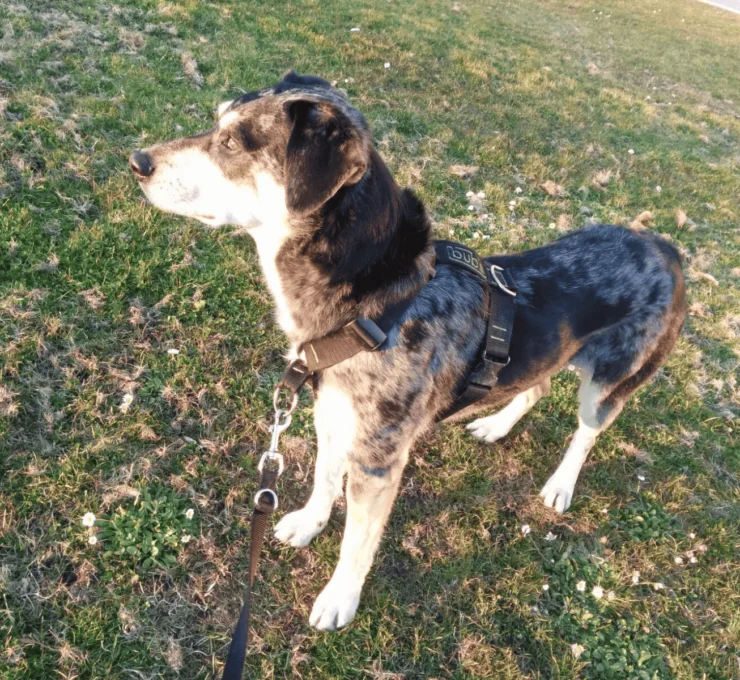 ¿Arnés o collar para tu perro?
