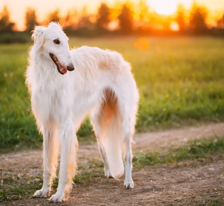 Borzoi o galgo ruso: características y cuidados Borzoi o galgo ruso: características y cuidados