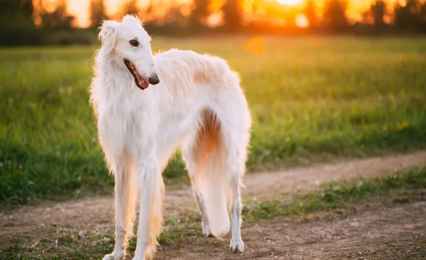 Borzoi o galgo ruso: características y cuidados