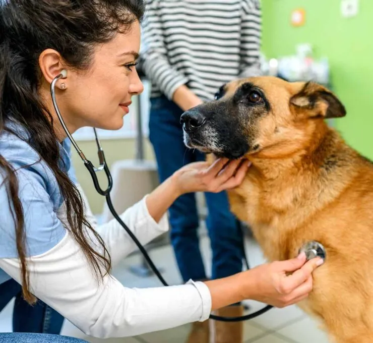 Problemas respiratorios en perros: qué tipos hay y cómo es su tratamiento