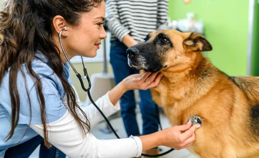 Problemas respiratorios en perros: qué tipos hay y cómo es su tratamiento