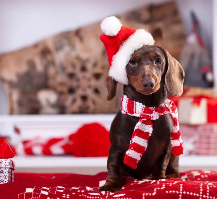 Viajes en Navidad con mascota: qué cuidados hay que tener en cuenta