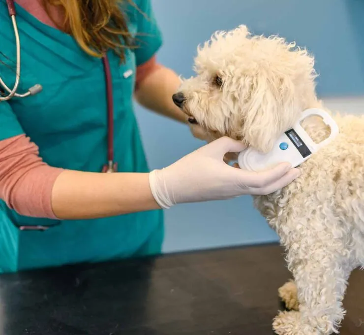 Real Decreto 666/2023: no se dispensarán medicamentos a animales de compañía sin microchip