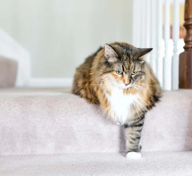 Artrosis en gatos: qué es y cómo detectarlo