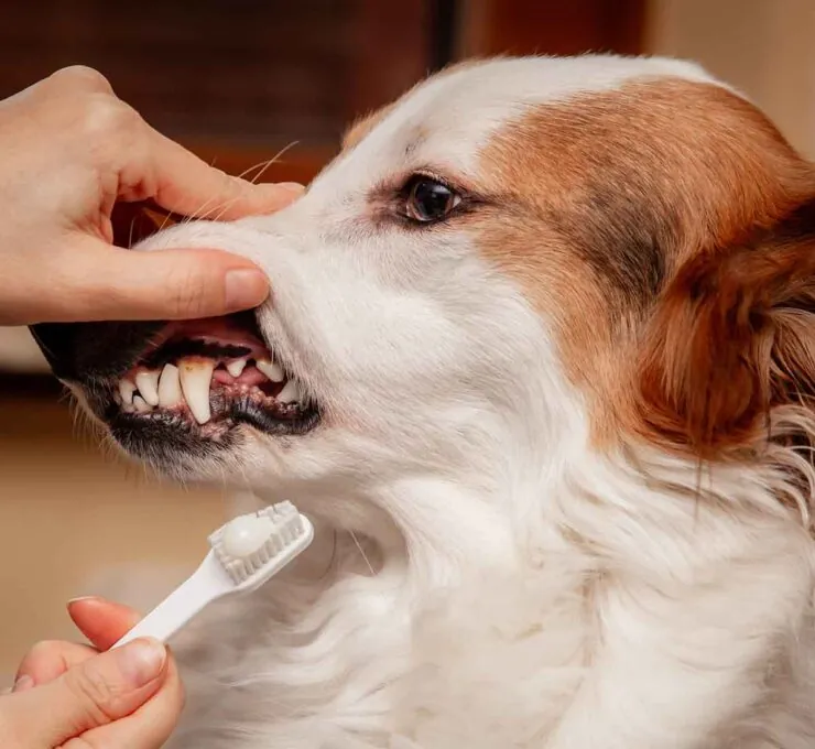 Periodontitis en perros: síntomas y tratamiento