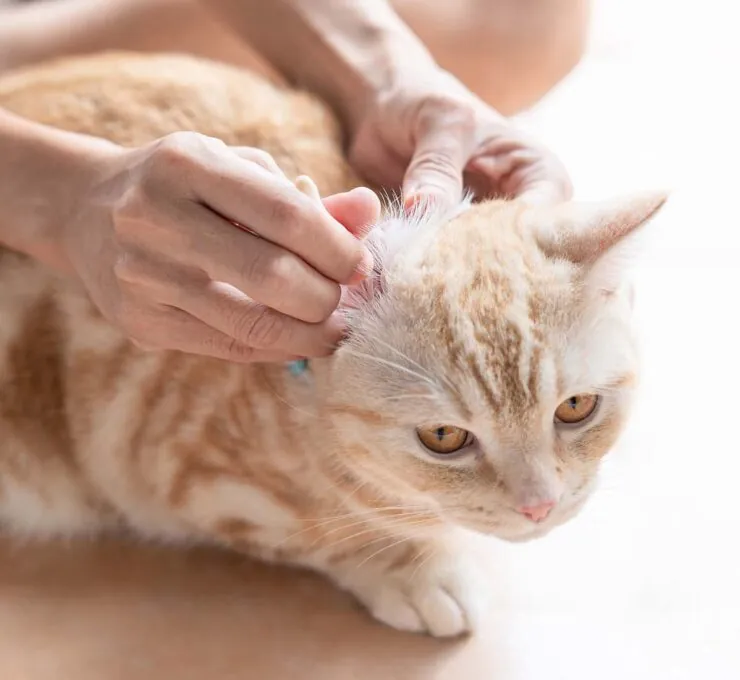 Dermatitis atópica en gatos: síntomas y tratamiento