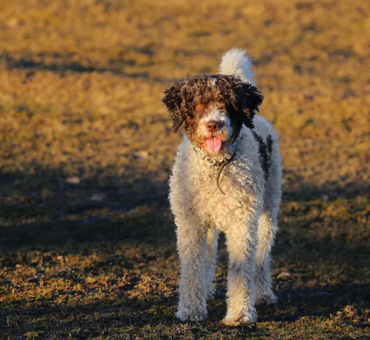 Características del perro de agua español