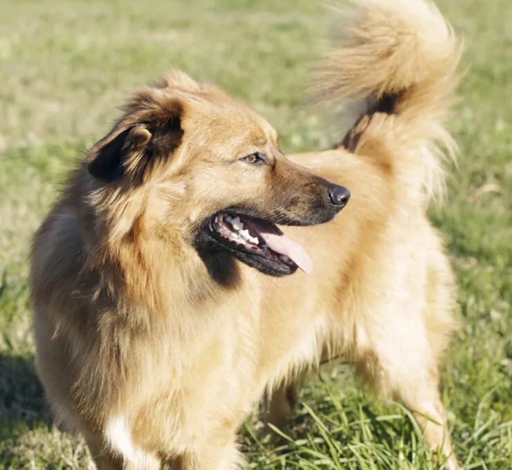 Pastor vasco: características y cuidados Pastor vasco: características y cuidados
