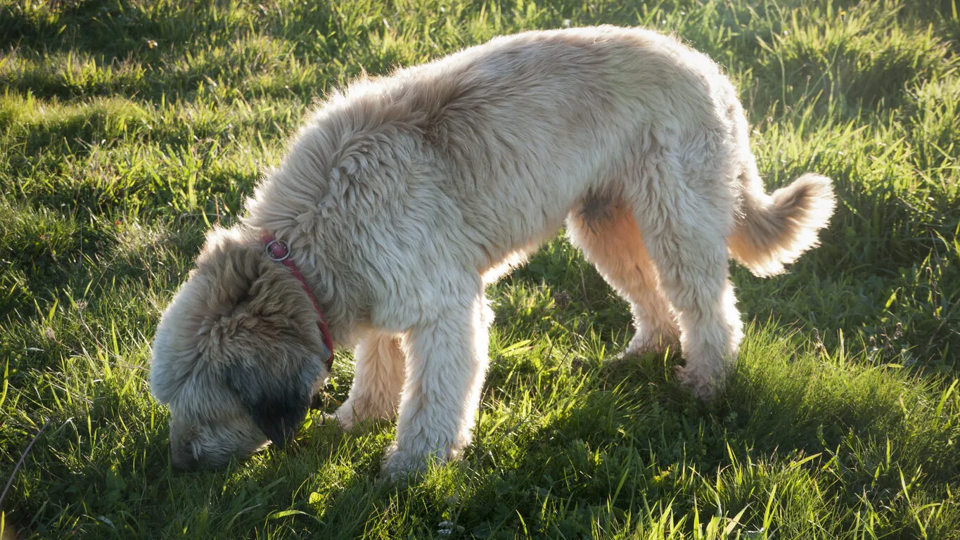 Características del pastor catalán o gos d’atura