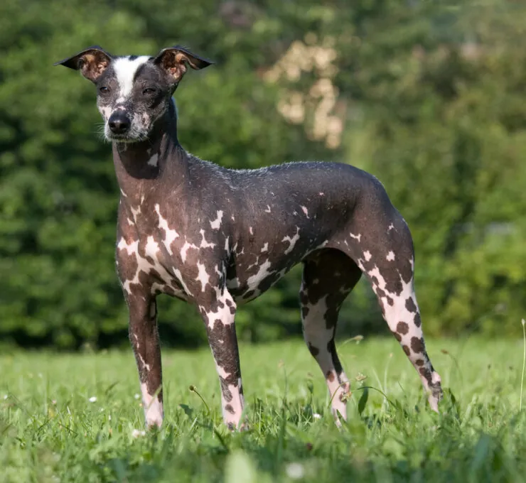 Características del perro sin pelo del Perú