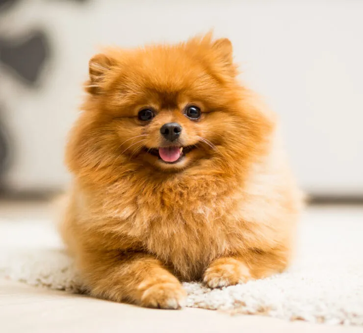Pomerania (Spitz enano): características físicas, tamaño y apariencia