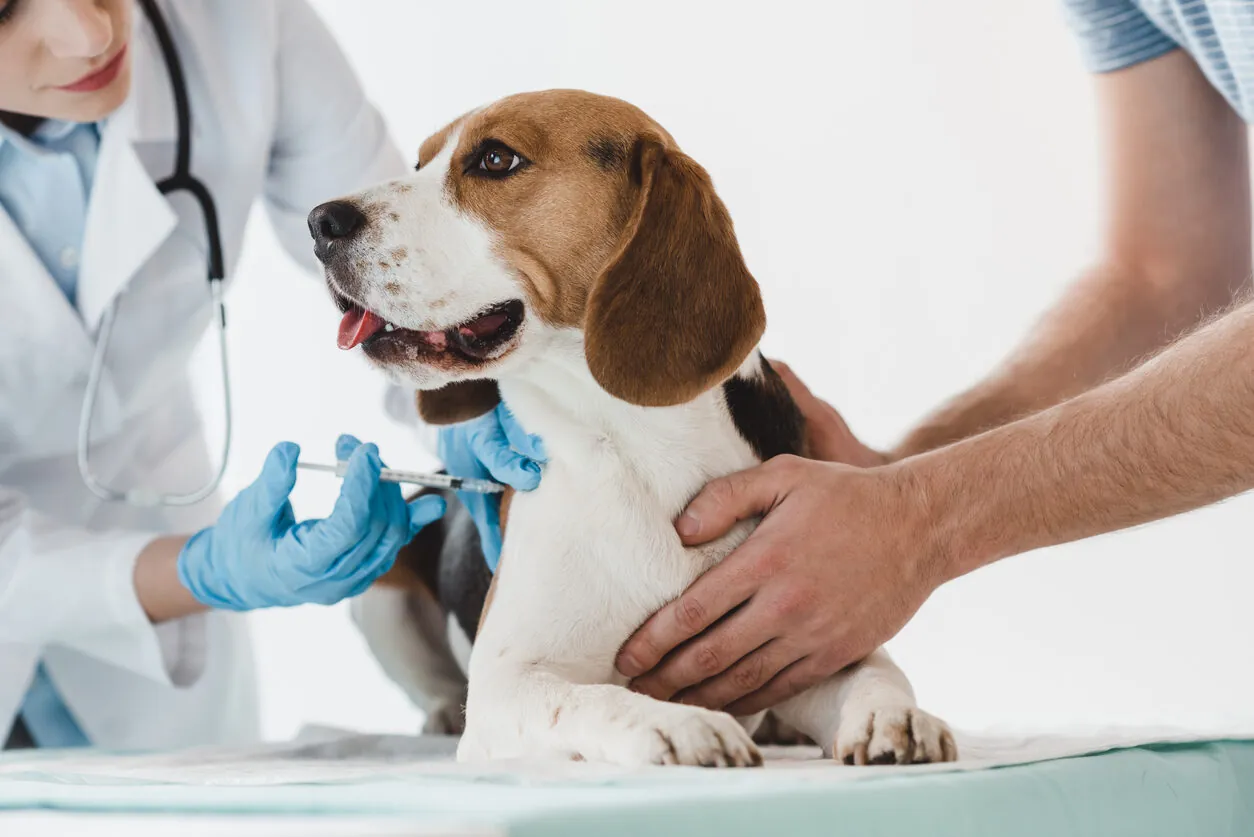 Vacuna de leishmaniosis en perros: eficacia, protocolo y precio Vacuna de leishmaniosis en perros: eficacia, protocolo y precio