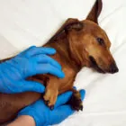 ¿La leishmaniasis se contagia entre perros? ¿La leishmaniasis se contagia entre perros?