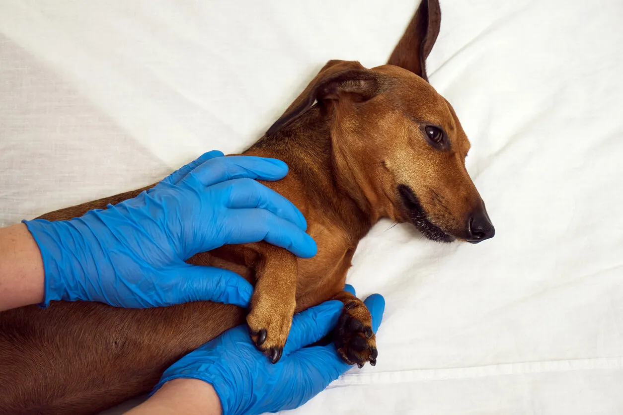 ¿La leishmaniasis se contagia entre perros? ¿La leishmaniasis se contagia entre perros?