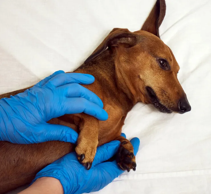 ¿La leishmania se contagia entre perros?