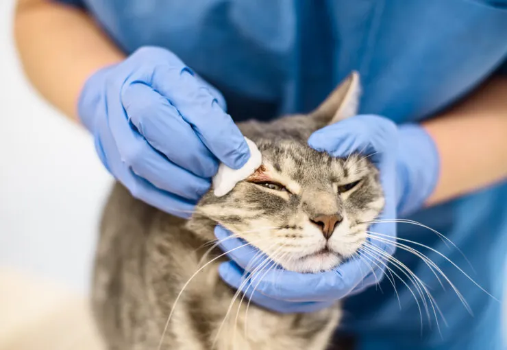 Sarna en gatos: qué tipos hay y cómo se trata