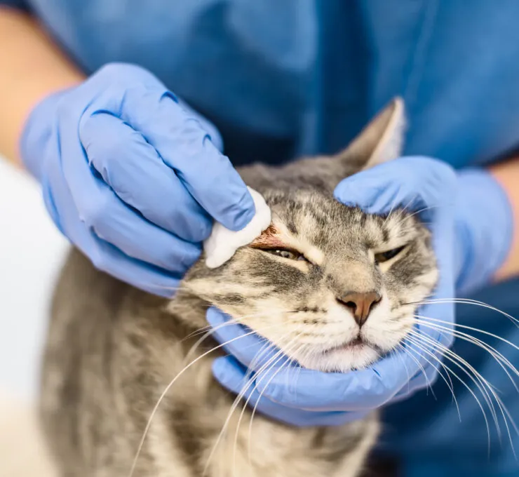 Sarna en gatos: qué tipos hay y cómo se trata Sarna en gatos: qué tipos hay y cómo se trata