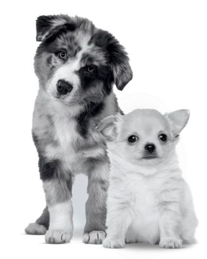 MiPlan Cachorro