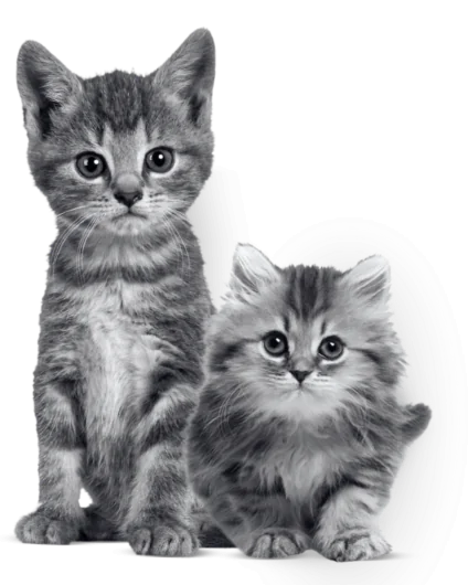 MiPlan Gatito