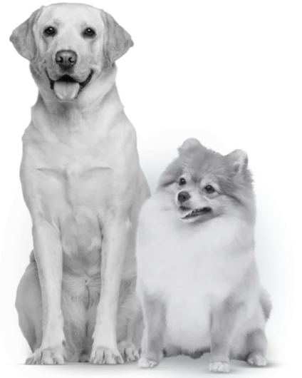 MiPlan Perro