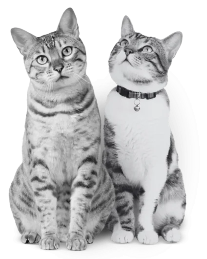 MiPlan Gato