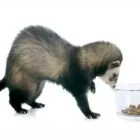 ¿Qué comen los hurones? Dieta recomendada