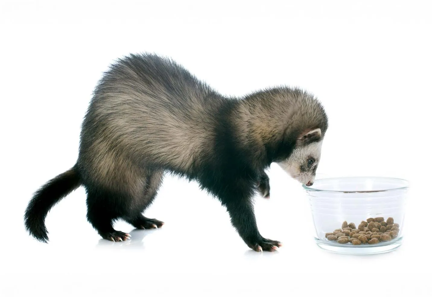 ¿Qué comen los hurones? Dieta recomendada