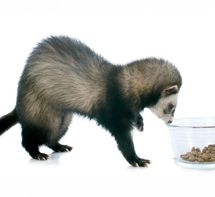 ¿Qué comen los hurones? Dieta recomendada