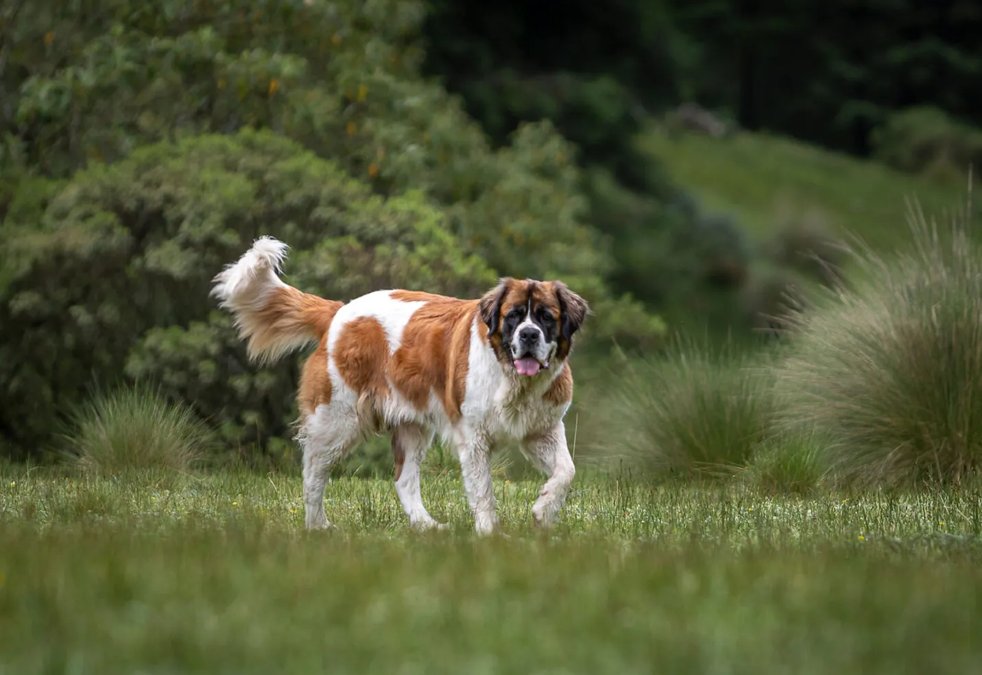 ¿Cuál es la raza de perro más grande del mundo​? Top-10