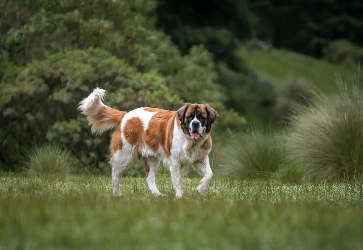 ¿Cuál es la raza de perro más grande del mundo​? Top-10