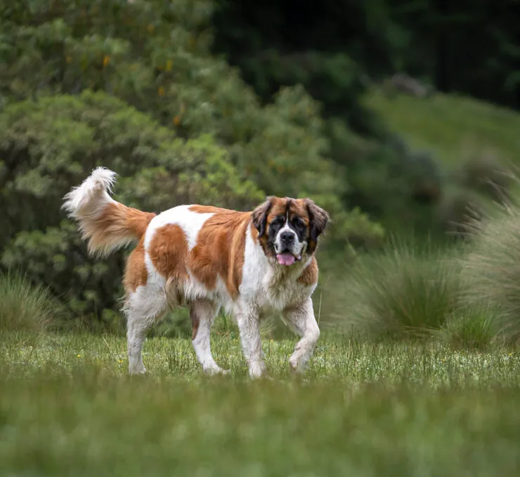 ¿Cuál es la raza de perro más grande del mundo​? Top-10