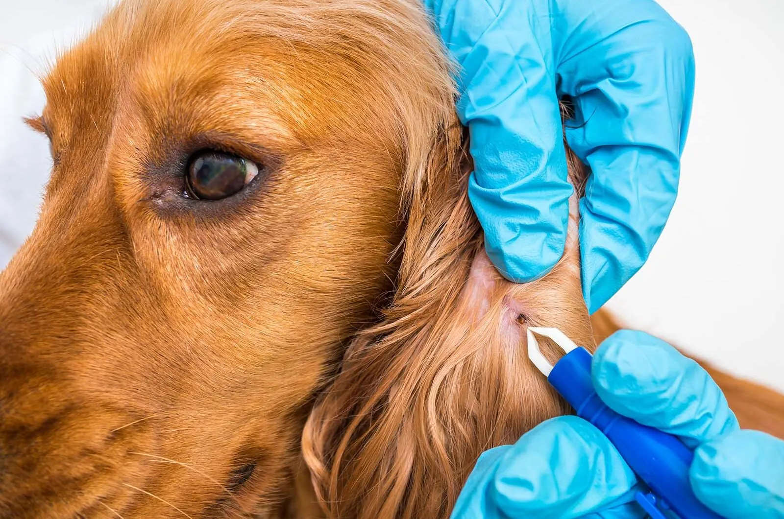 Garrapatas en perros: detección, tratamiento y eliminación
