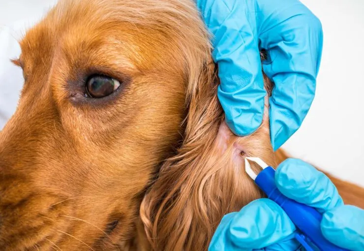 Garrapatas en perros: así es su tratamiento preventivo