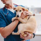¿La filaria en perros es contagiosa?