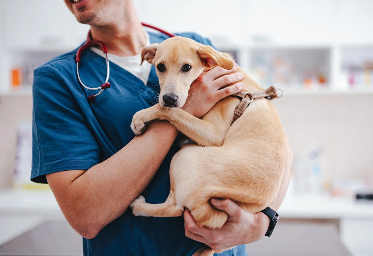 ¿La filaria en perros es contagiosa?